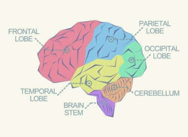 뇌의 여러 가지 엽에 관하여