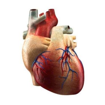 심장의 구성 및 기능