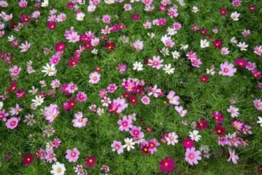 일본 들꽃과 들풀 조합 특징 및 관리 방법